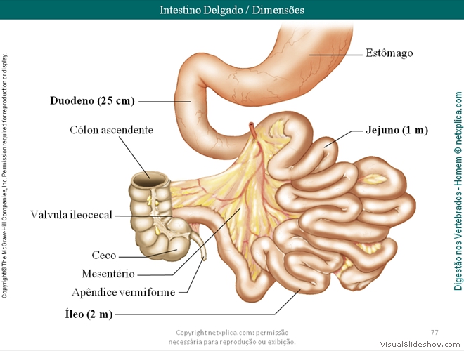 Diapositivo77