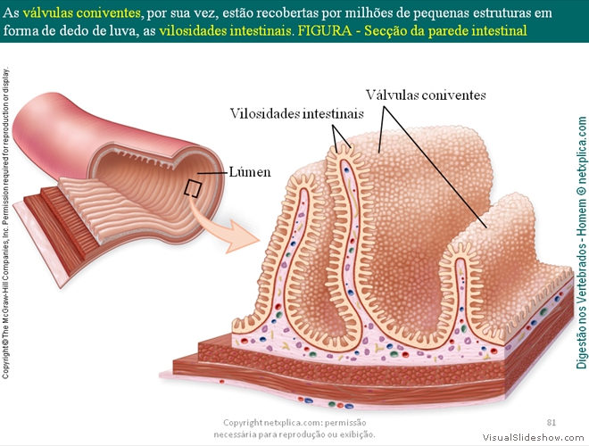 Diapositivo81