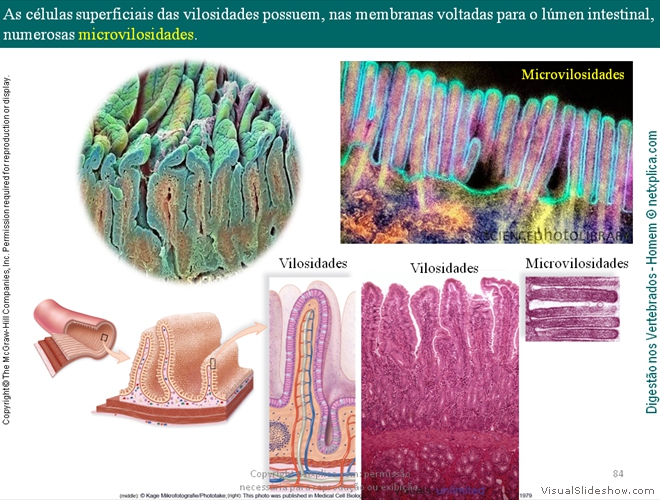 Diapositivo84