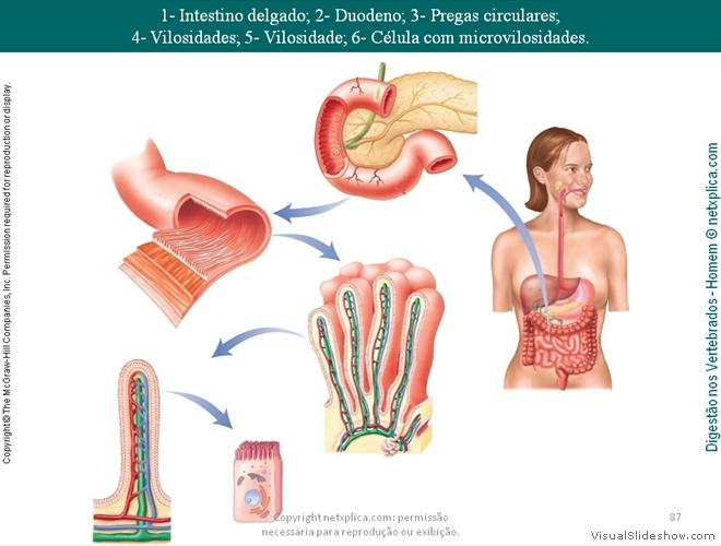 Diapositivo87