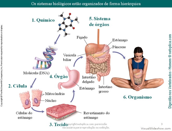 Diapositivo9