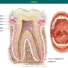 Diapositivo24