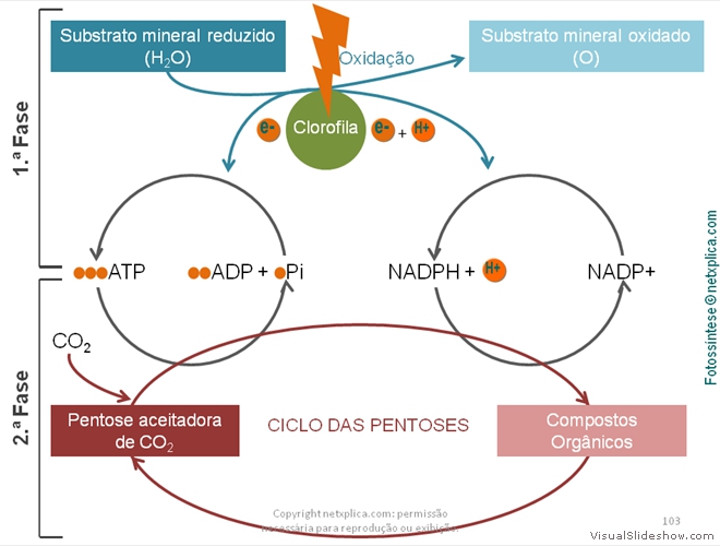 Diapositivo103