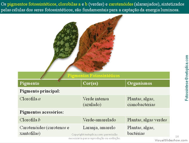 Diapositivo14