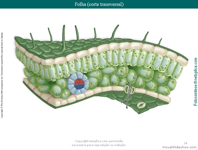 Diapositivo24