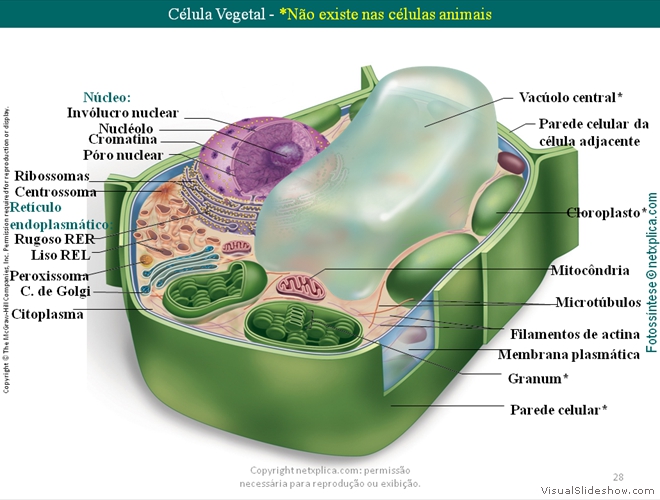 Diapositivo28