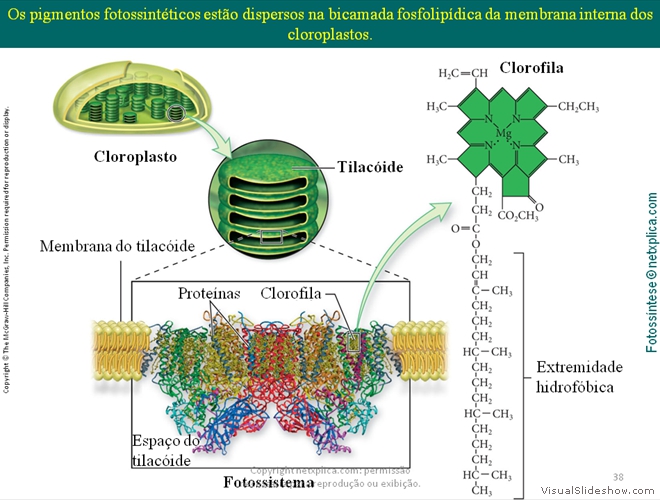 Diapositivo38