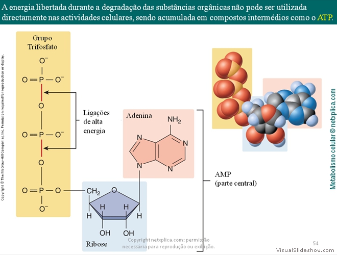 Diapositivo54