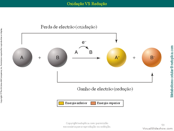 Diapositivo59