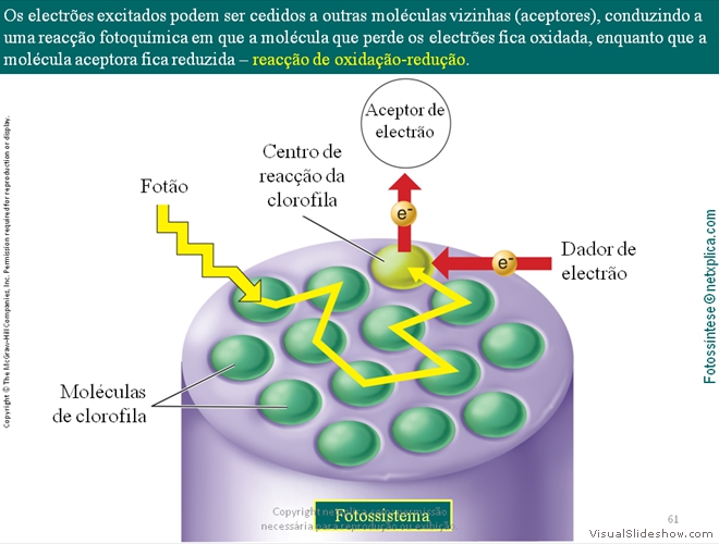 Diapositivo61