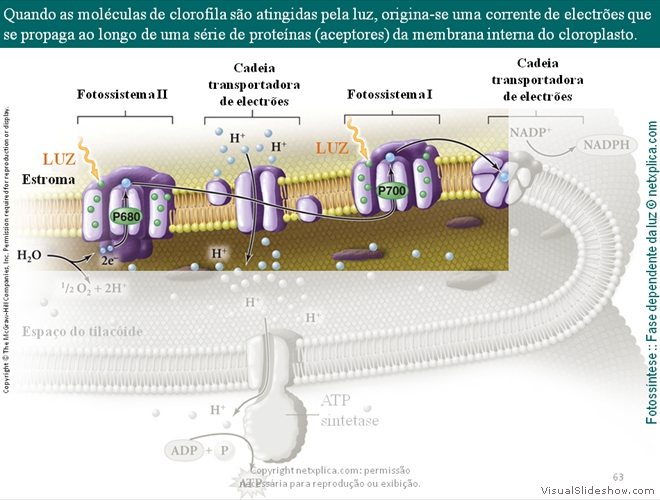 Diapositivo63