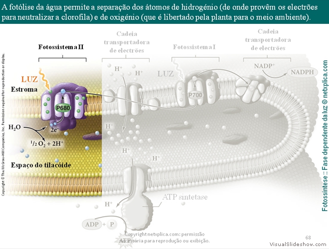 Diapositivo68