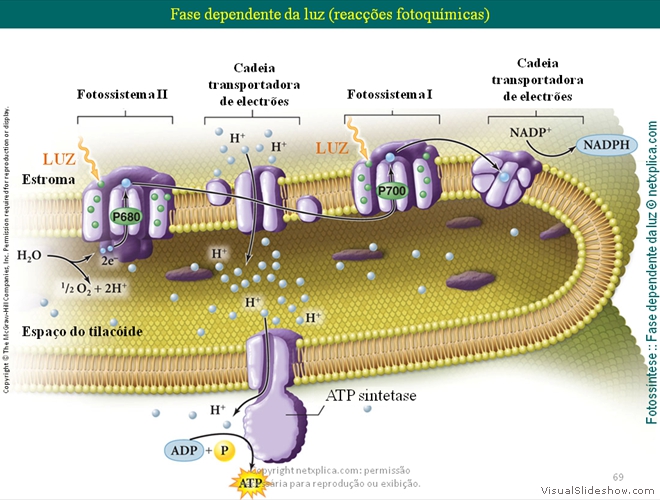 Diapositivo69