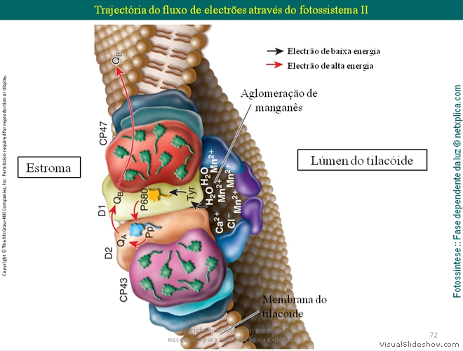 Diapositivo72