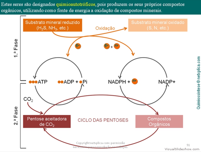 Diapositivo91