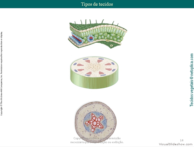 Diapositivo14