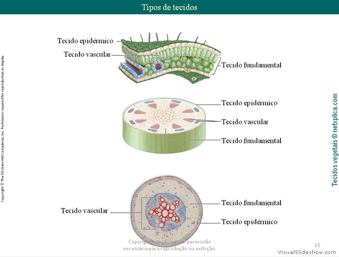 Diapositivo15