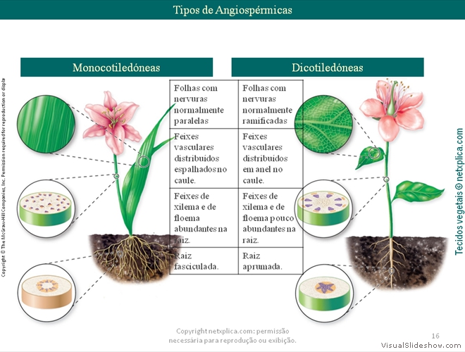 Diapositivo16