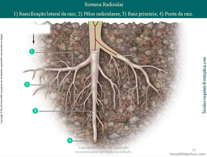 Diapositivo25