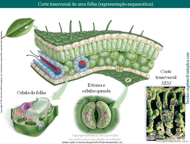 Diapositivo31