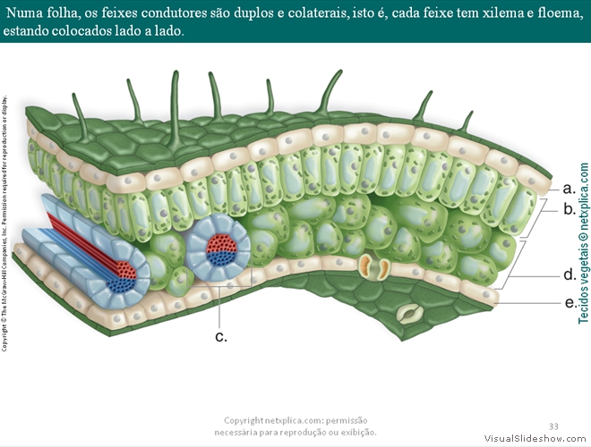 Diapositivo33