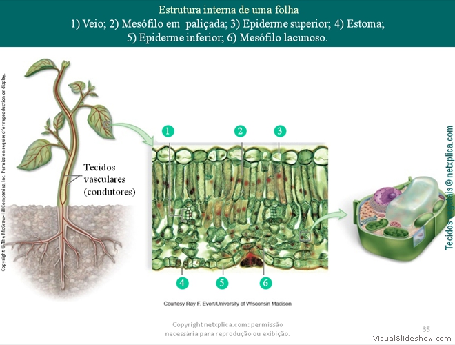 Diapositivo35