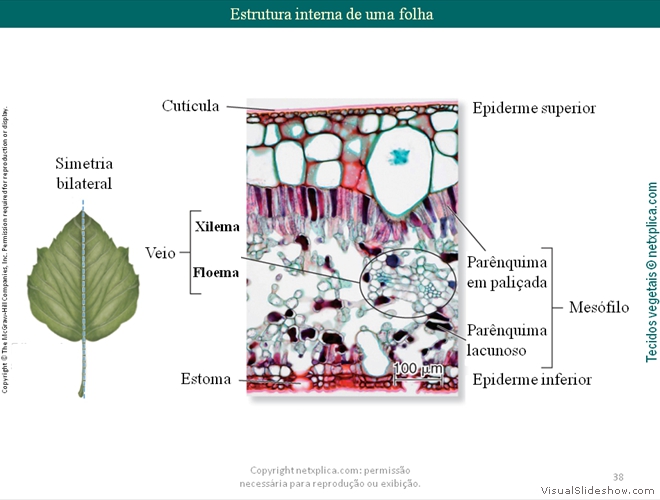 Diapositivo38