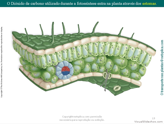 Diapositivo13