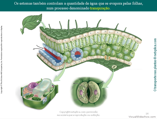 Diapositivo14