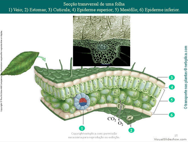 Diapositivo15