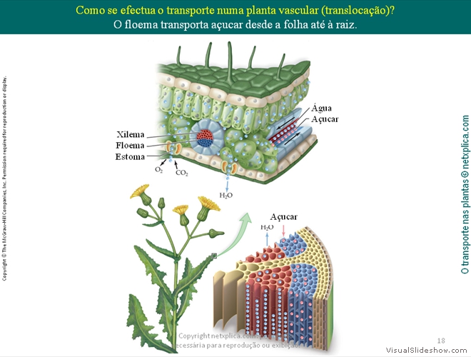 Diapositivo18