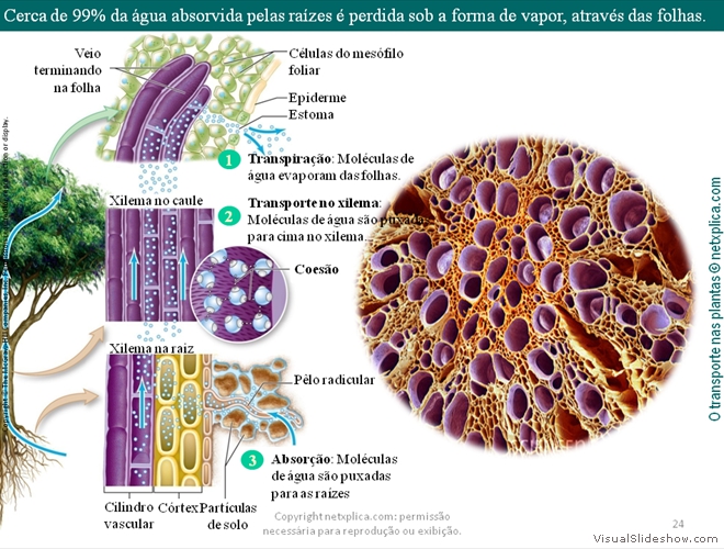 Diapositivo24