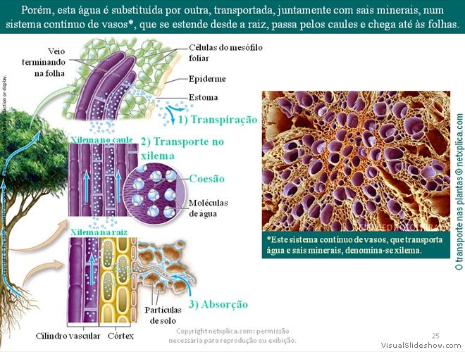 Diapositivo25