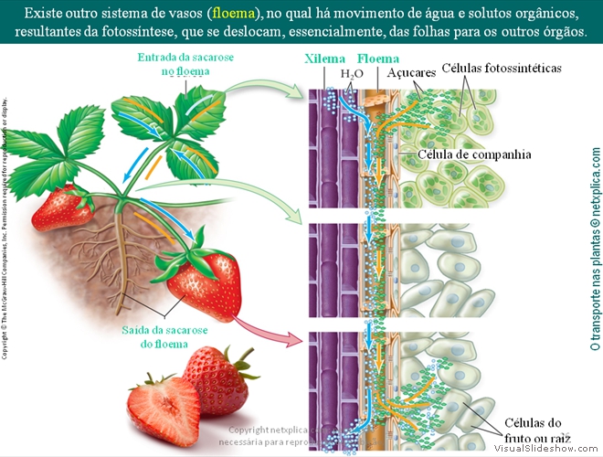 Diapositivo26