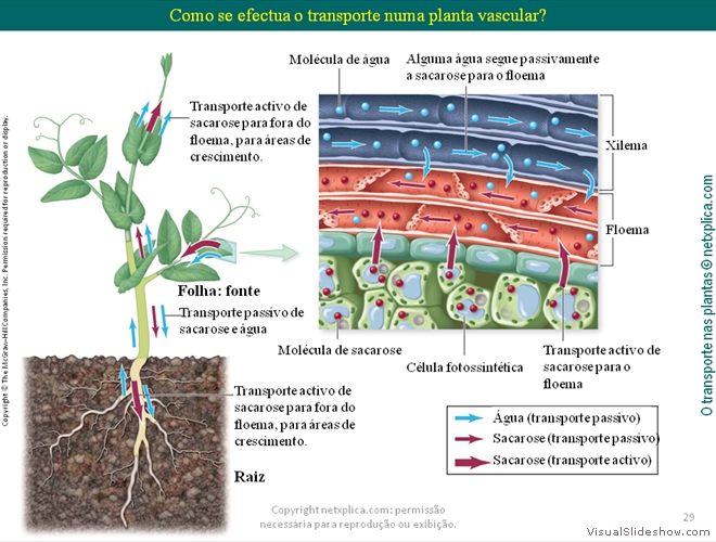 Diapositivo29