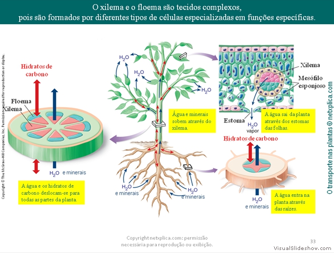 Diapositivo33