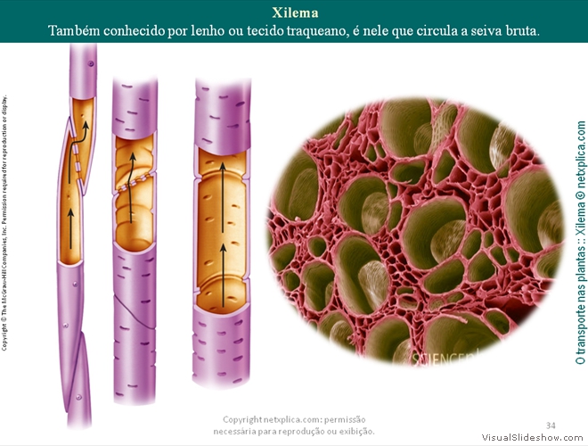 Diapositivo34