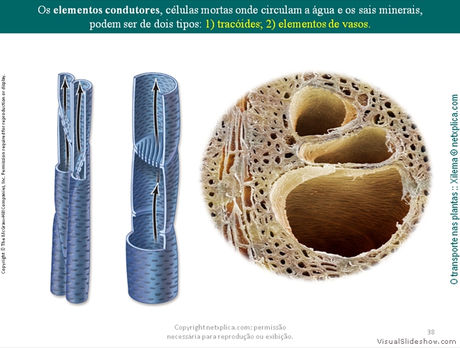 Diapositivo38