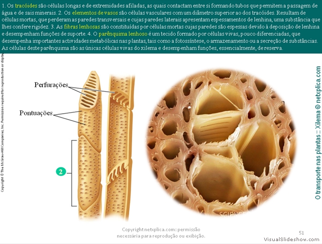 Diapositivo51