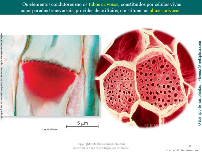 Diapositivo58