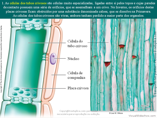 Diapositivo62