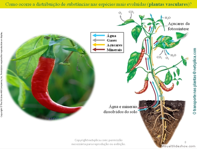 Diapositivo8