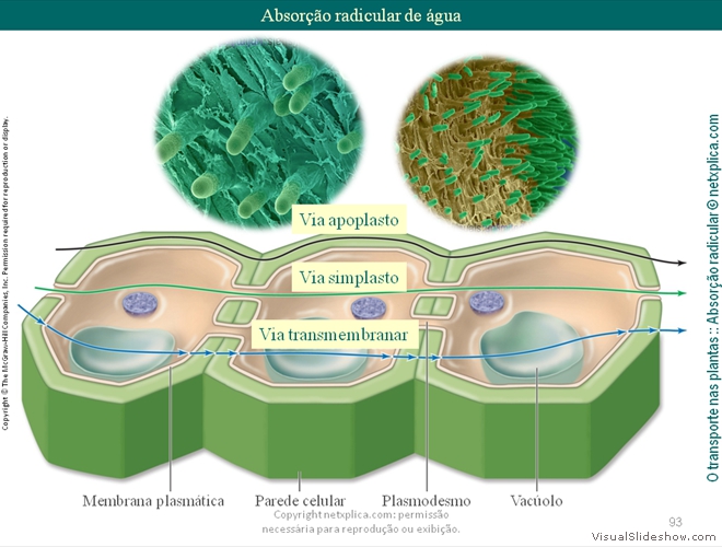 Diapositivo93