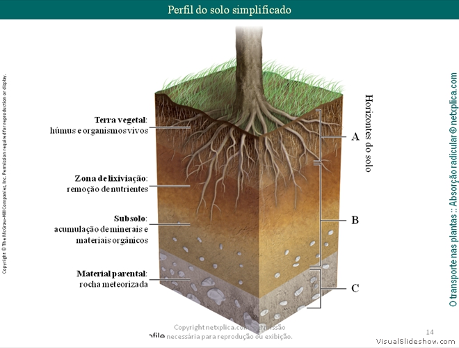 Diapositivo14