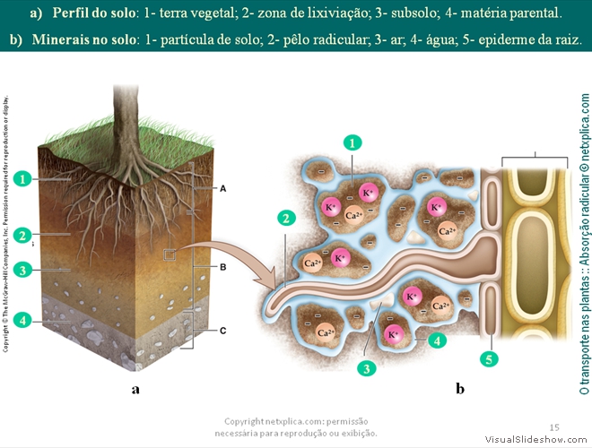 Diapositivo15