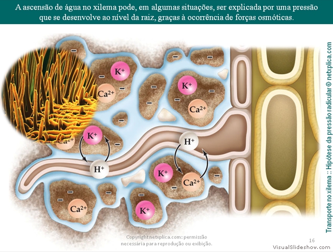 Diapositivo16