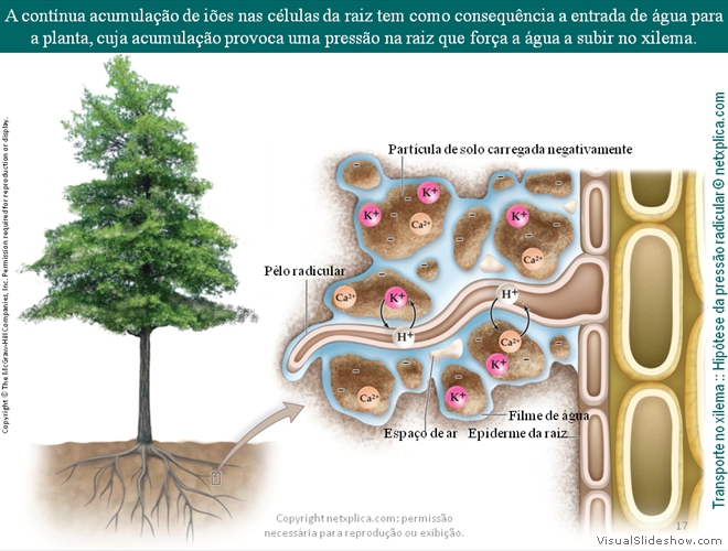 Diapositivo17