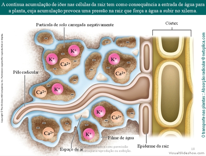 Diapositivo18