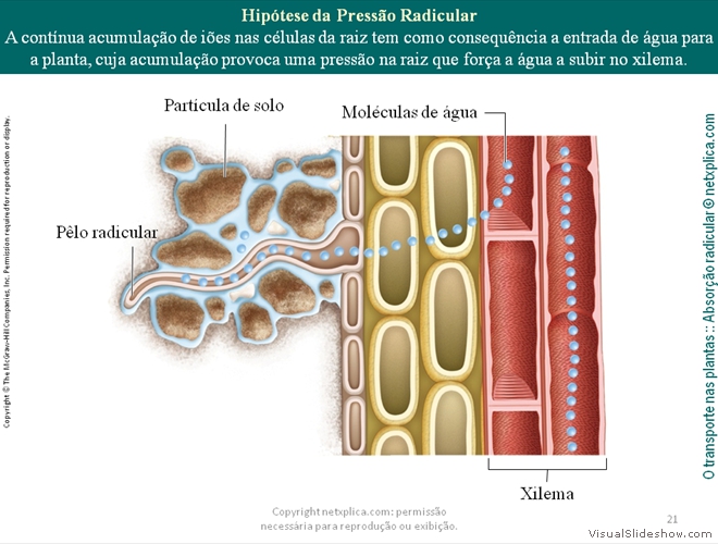 Diapositivo21