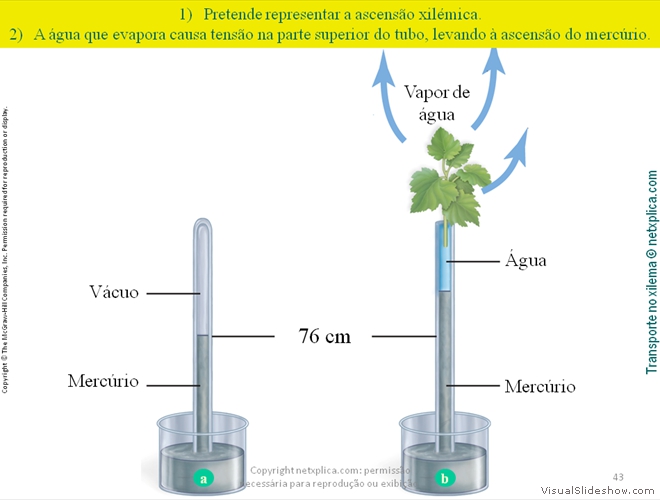 Diapositivo43